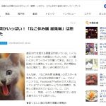 「ねこ休み展 総集編」の取材に行ってきました。